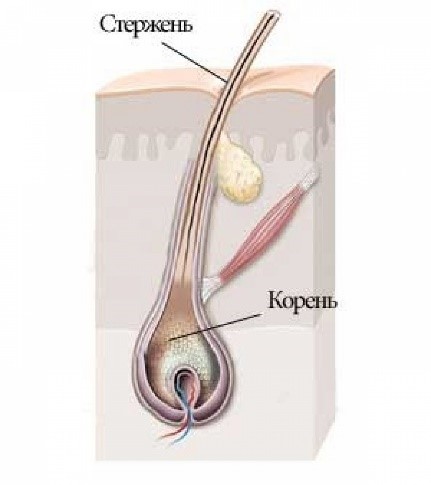 Корень Волоса Фото